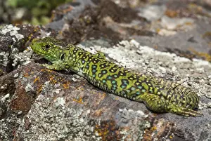 Scaled Reptile Images Prints: Ocellated lizard, pearl lizard