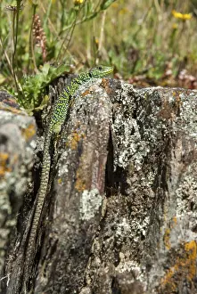 Lepidosauria Species Prints: Ocellated lizard, pearl lizard