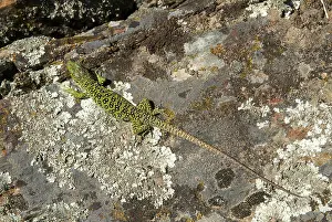 Wildlife Photography Spain Prints: Ocellated lizard, pearl lizard