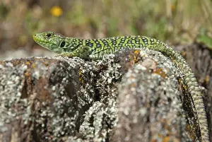 European Reptiles Prints: Ocellated lizard, pearl lizard