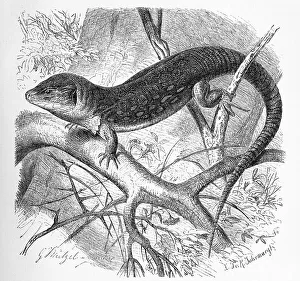 Lepidosauria Animals Prints: Ocellated lizard (Timon lepidus)