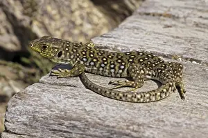 European Reptiles Prints: Ocellated Lizard (Timon lepidus)