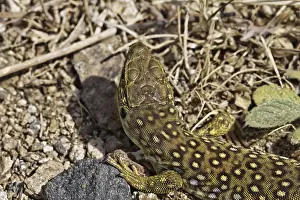 European Lizards Prints: Ocellated Lizard (Timon lepidus)