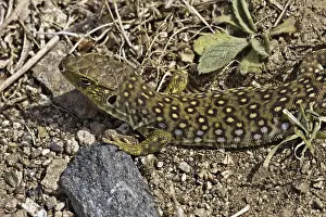 Lacertad Species Prints: Ocellated Lizard (Timon lepidus)