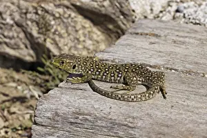 Prints of Ocellated Lizard (Timon lepidus, Lacerta lepida) juvenile, Provence, Southern France - Timon lepidus, Lacerta lepida, Ocellated Lizard, Provence, Southern France Lacertid Prints: Ocellated Lizard Print - Timon lepidus, Provence, France