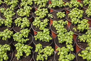 Greenhouse Plants Prints: Ocimum basilicum