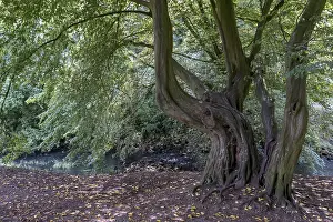 Central European Deciduous Trees Prints: Old beech tree, Munsterland