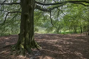 North Rhine Westphalia Trees Prints: Old beech tree, Munsterland