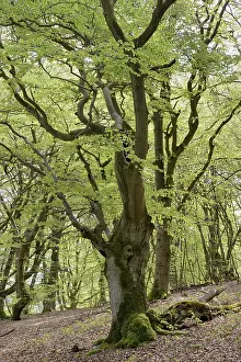 Old Beech Trees Prints: Old beech trees (Fagus sylvatica)
