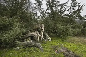 Coniferous Trees Europe Prints: Old common juniper (Juniperus communis)