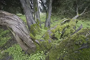 Northern Germany Trees Prints: Old common juniper (Juniperus communis)