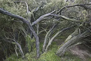 Common Juniper Germany Prints: Old common juniper (Juniperus communis)