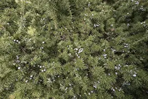 Juniperus Communis Prints: Old juniper with common juniper (Juniperus communis)