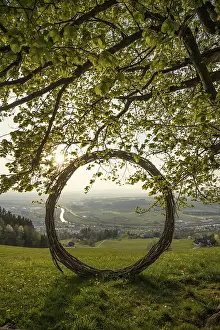 Deciduous Tree Scenery Prints: Old lime tree and circle of branches