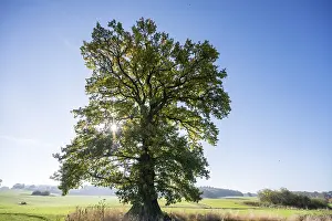 Deserted Forest Scene Germany Prints: Old oak tree, (Quercus in backlight)