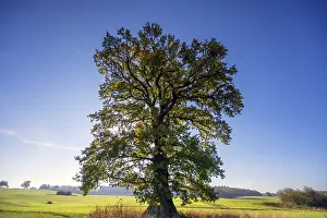 Deciduous Tree Silhouette Prints: Old oak tree, (Quercus in backlight)