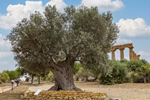 Ancient Greek Temple Ruins Prints: Old olive tree in the Valley of the Temples