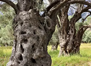 Southern European Flora Prints: Old olive trees with thick trunks