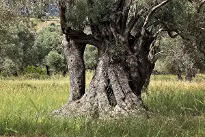 Urban Nature Photography Prints: Old olive trees with thick trunks