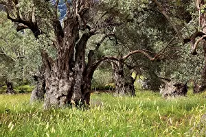 Deciduous Tree Structure Prints: Old olive trees with thick trunks