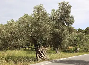 Deciduous Tree Trunk Prints: Old olive trees with thick trunks