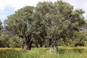 Deciduous Tree Trunk Prints: Old olive trees with thick trunks