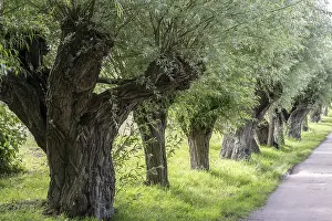 Pollarded Willow Prints: Old pollarded willow, willow (Salix viminalis)