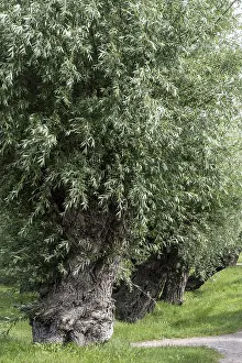 Pollarded Willow Prints: Old pollarded willow, willow (Salix viminalis)