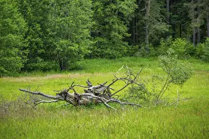 Springtime In Southern Germany Prints: Old rotten tree lying on a meadow in spring