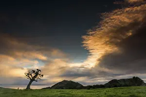 Atmospheric Landscape Photo Prints: Old tree with dramatic thundercloud