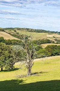 England Countryside Prints: Old Tree on Farms and Fields, Devon