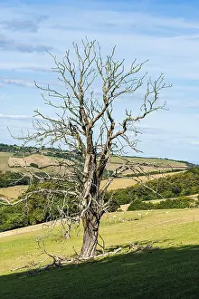 Europe's Deserted Landscapes Prints: Old Tree on Farms and Fields, Devon
