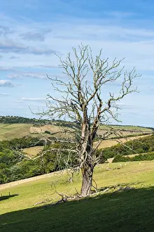 Deserted English Village Prints: Old Tree on Farms and Fields, Devon