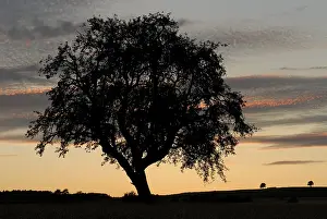 European Panoramic Images Prints: An old tree in the back light after the sunset