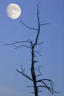Evening Atmosphere In Central Europe Prints: Old tree with the moon, composing