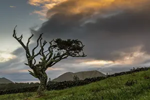 Deserted Island Scenes Prints: Old tree with thundercloud, Island of Pico