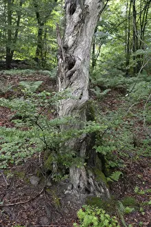 Deserted Countryside Scenes Prints: Old tree, tree, forest, old, spring