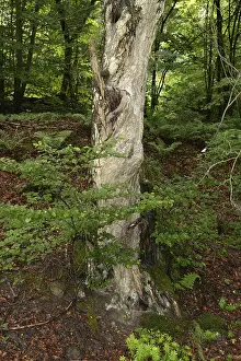 Summer Forest Landscape Prints: Old tree, tree, forest, old, spring