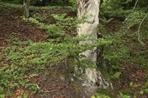 Old Tree Trunk Prints: Old tree, tree, forest, old, spring