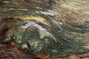 Tree Trunk Close Up Prints: Old trunk