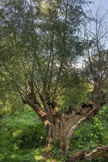 Northern Germany Weather Forecast Prints: Old willow tree (Salix) split by lightning