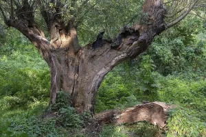 Old Willow Tree Prints: Old willow tree (Salix) split by lightning