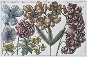 Historic Copper Engravings Prints: Oleander (Nerium oleander)