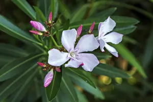 Apocynaceae Family Plants Prints: Oleander (Nerium oleander), also oleander