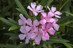 Apocynaceae Family Plants Prints: Oleander (Nerium oleander), also oleander