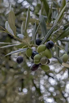 Deserted Agricultural Land Prints: Olive grove