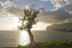 Deserted Cliff Scenery Prints: Olive tree in front of the cliffs of Cabo Girao