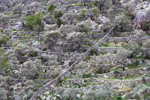 Balearic Islands Nature Prints: Olive trees, terrace construction