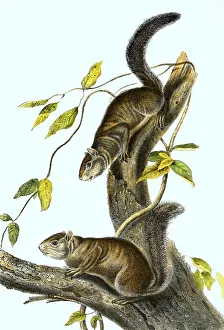 Color Lithograph Reproduction Prints: Ollie squirrel (Sciurus colliaei)