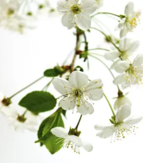 Deciduous Tree Photography Prints: OLYMPUS DIGITAL CAMERA